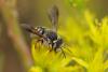 Anthidium oblongatum